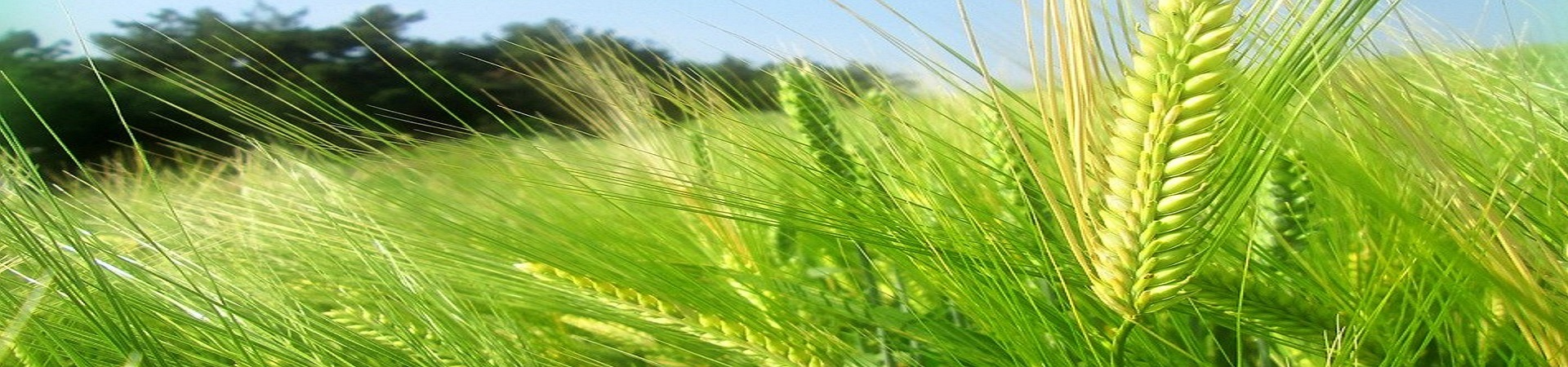 GRDC fertiliser project banner.png